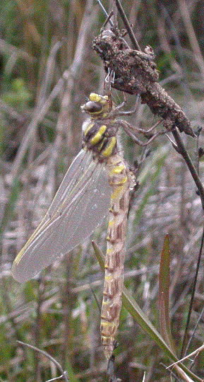 Cordulegaster boltonii, emergent adult