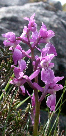 Orchis mascula