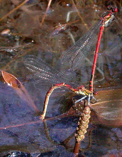 Pyrrhosoma nymphula, mating pair