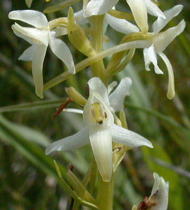 Platanthera bifolia
