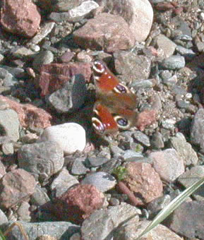 Inachis io