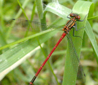 Pyrrhosoma nymphula, male
