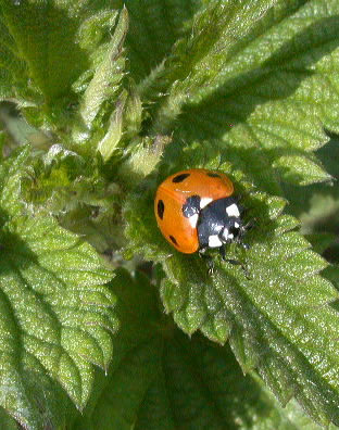 Coccinella 7-punctata on Urtica dioica