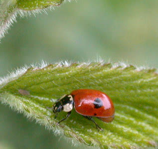 Adalia 2-punctata