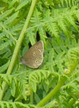 Aphantopus hyperantus, male