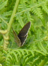 Aphantopus hyperantus, male