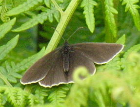 Aphantopus hyperantus, male
