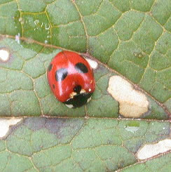 Coccinella 5-punctata