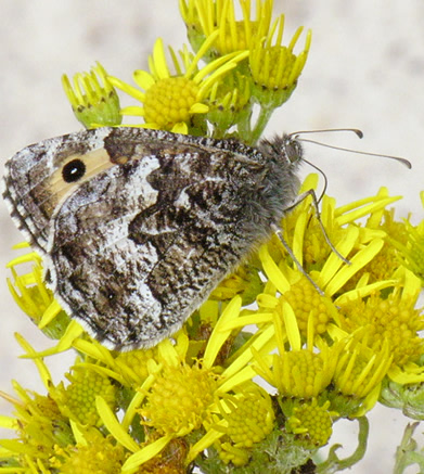 Hipparchia semele