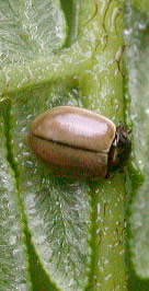 Aphidecta obliterata