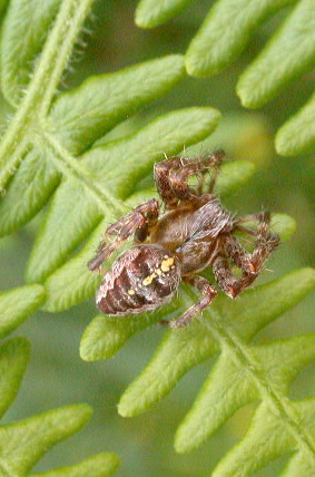 Araneus diadematus, male