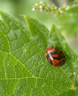 Subcoccinella 24-punctata