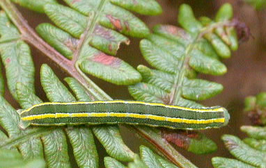 Ceramica pisi