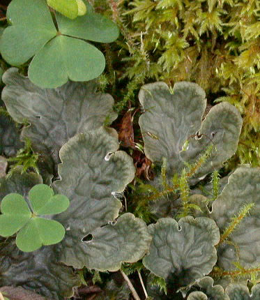 Oxalis acetosella, Peltigera membranacea, Rhytidadelphus squarrosus and Isothecium myosuroides