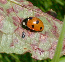 Coccinella 7-punctata