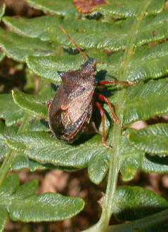 Picromerus bidens
