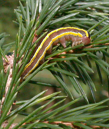 Ceramica pisi caterpillar - brown form