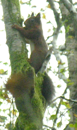 Sciurus vulgaris