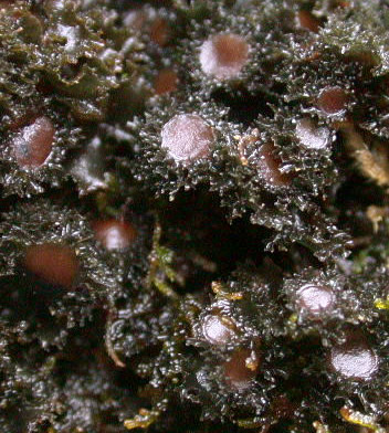 Leptogium burgessii