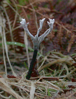Xylaria hypoxylon