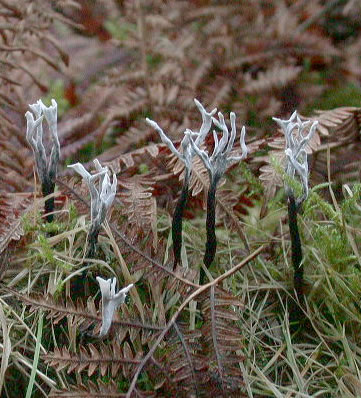 Xylaria hypoxylon
