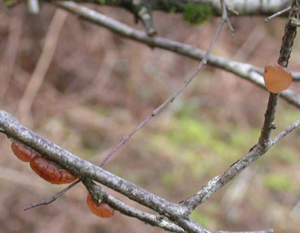 Exidia repanda