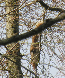Sciurus vulgaris