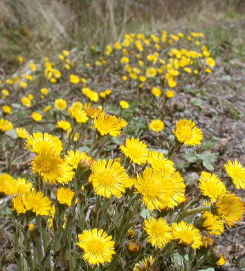 Tussilago farfara