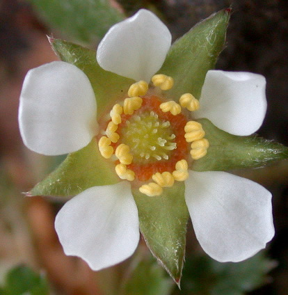 Potentilla sterilis