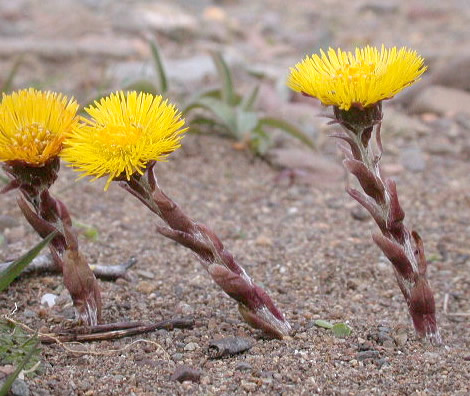 Tussilago farfara