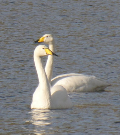 Cygnus cygnus