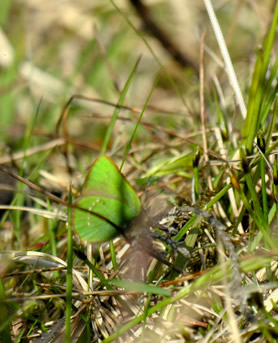 Callophrys rubi