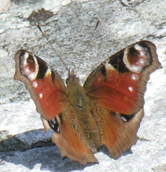 Inachis io