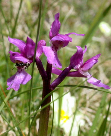 Orchis mascula