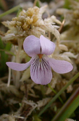Viola palustris