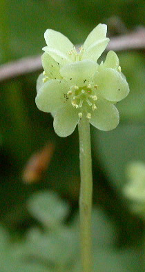Adoxa moschatellina