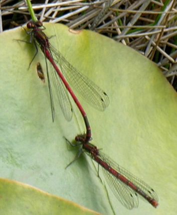 Pyrrhosoma nymphula (f. fulvipes), tandem pair
