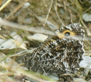 Hipparchia semele