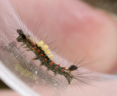 Orgyia antiqua caterpillar