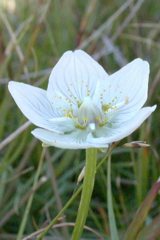 Parnassia palustris