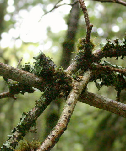 Hymenochaete corrugata