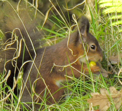Sciurus vulgaris (eating acorn)