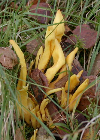 Clavulinopsis fusiformis