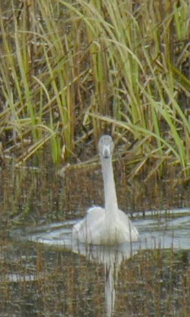Cygnus cygnus, juvenile