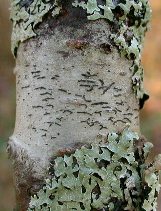 Graphis elegans