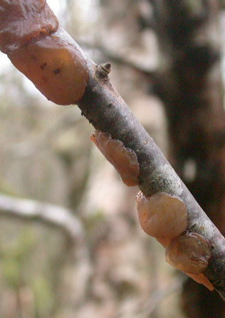 Exidia repanda
