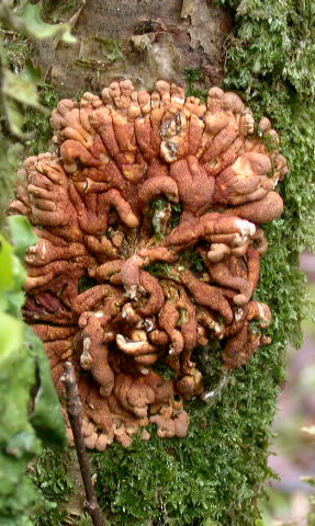Hypocreopsis rhododendri