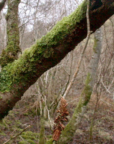 Hypocreopsis rhododendri