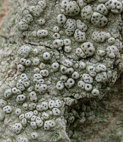 Pertusaria pertusa