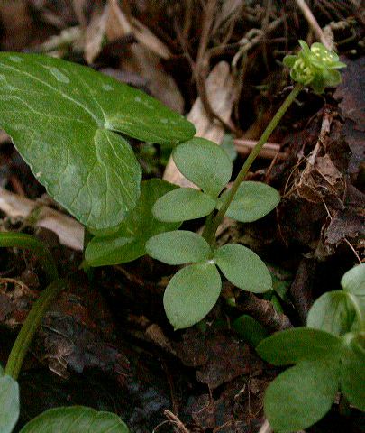 Adoxa moschatellina